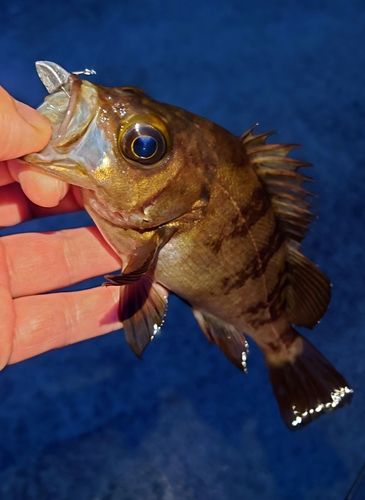 メバルの釣果
