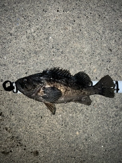 クロソイの釣果