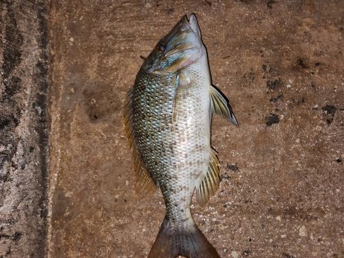 タマンの釣果