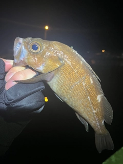 ガヤの釣果