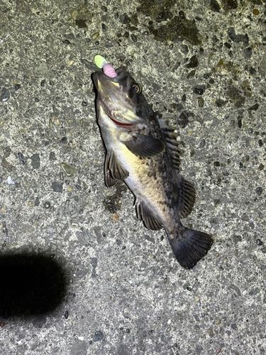 クロソイの釣果