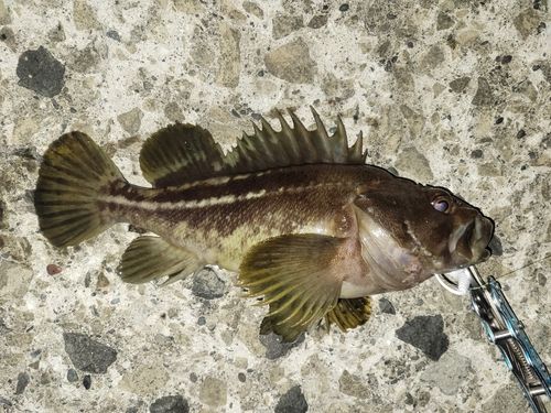 ソイの釣果