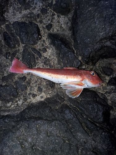 カナガシラの釣果