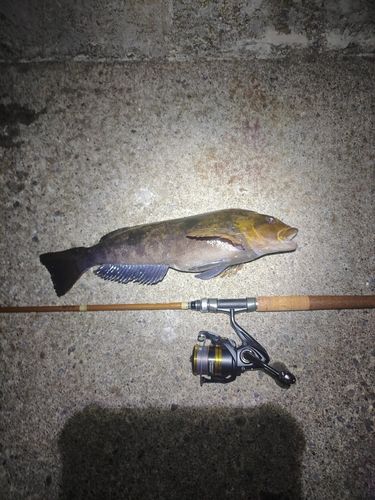 アイナメの釣果