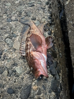 キジハタの釣果
