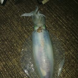 アオリイカ