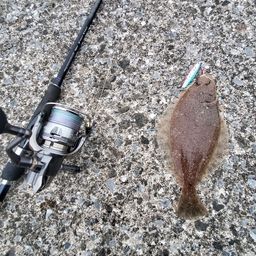 ミズクサガレイ