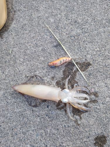 マメイカの釣果