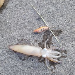 マメイカ