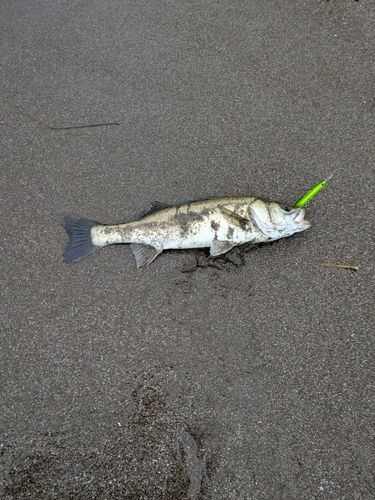 スズキの釣果