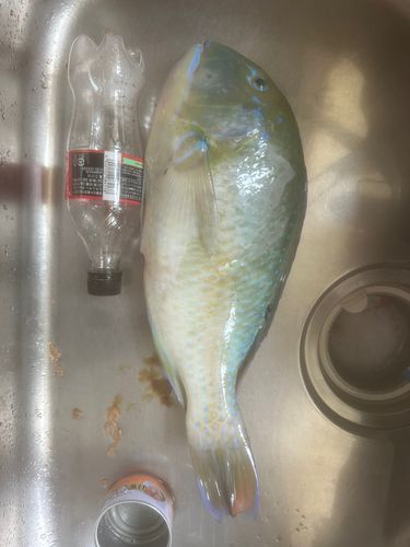 マクブの釣果