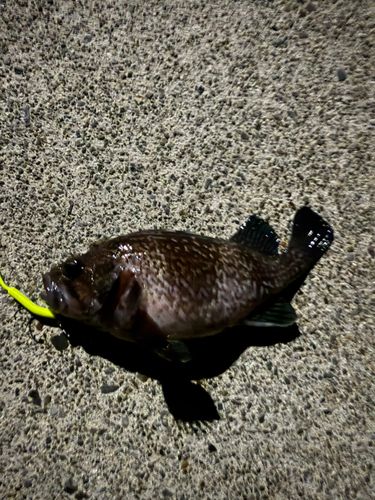 ムラソイの釣果