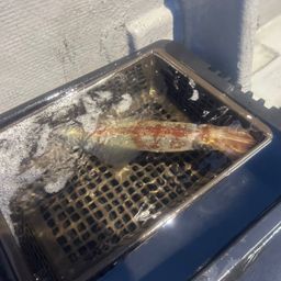 ケンサキイカ