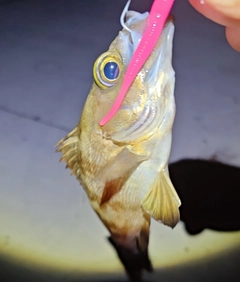メバルの釣果