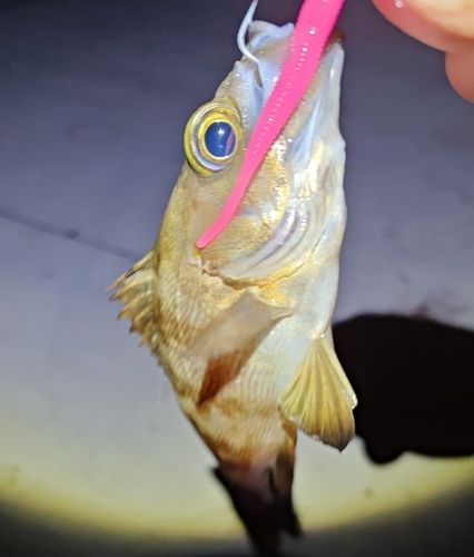 メバルの釣果