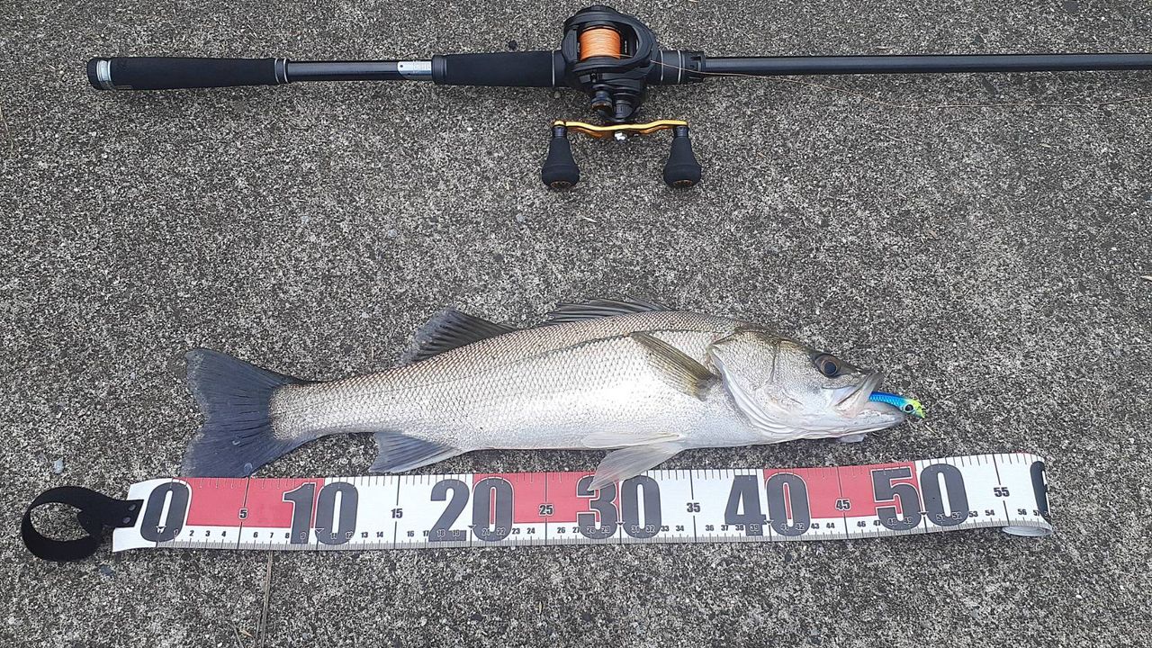 セイゴ（マルスズキ）