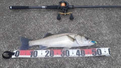 セイゴ（マルスズキ）の釣果