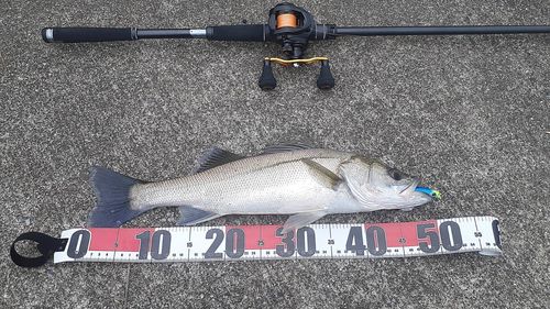 セイゴ（マルスズキ）の釣果