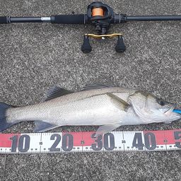 セイゴ（マルスズキ）