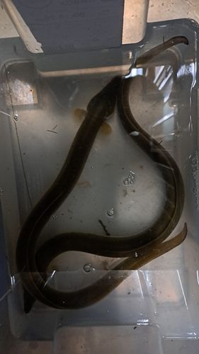 ニホンウナギの釣果