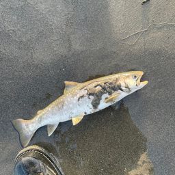 アメマス