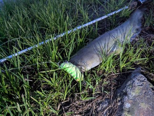 ナマズの釣果