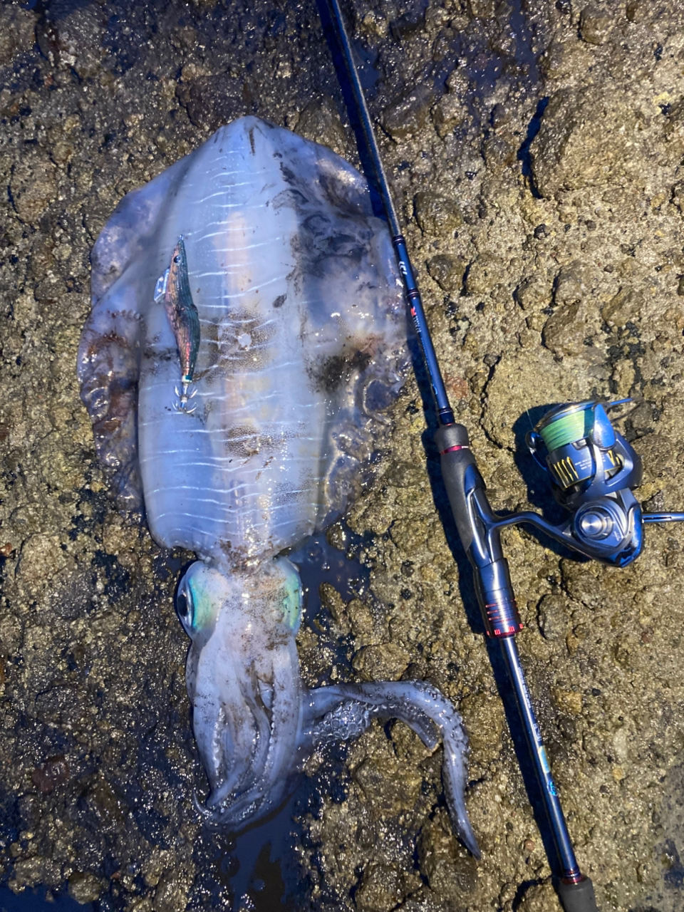 DAIWA emeralds stoist RT 76MMHのレビュー | teiteiのエギング