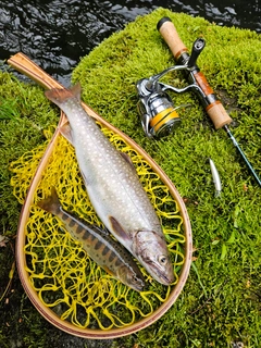 イワナの釣果