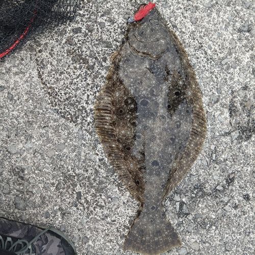 ヒラメの釣果