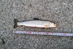 アメマスの釣果