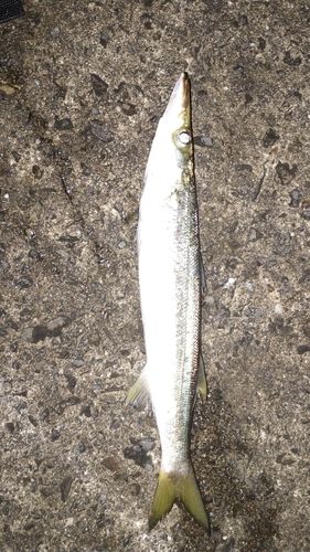カマスの釣果