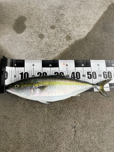 ワラサの釣果