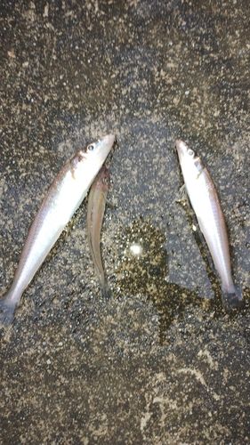シロギスの釣果