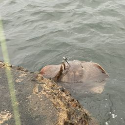 アカエイ