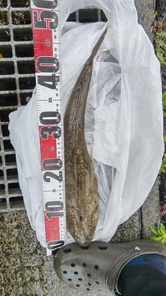 マゴチの釣果
