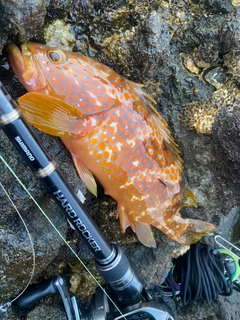 キジハタの釣果