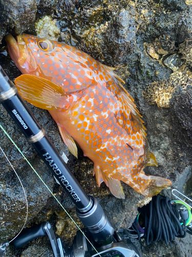 キジハタの釣果