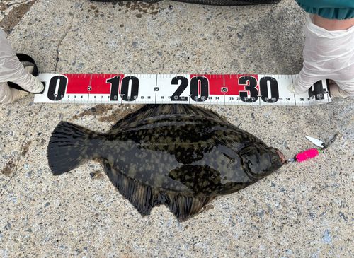 クロガシラガレイの釣果