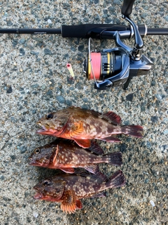 アラカブの釣果