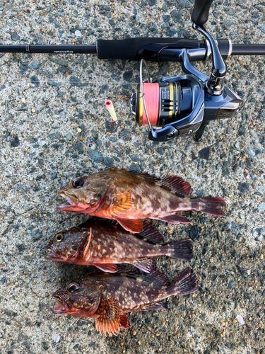 アラカブの釣果