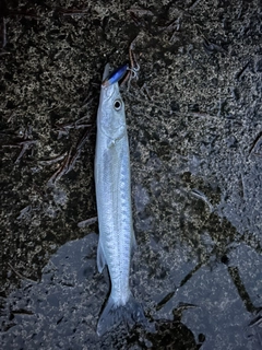 オニカマスの釣果