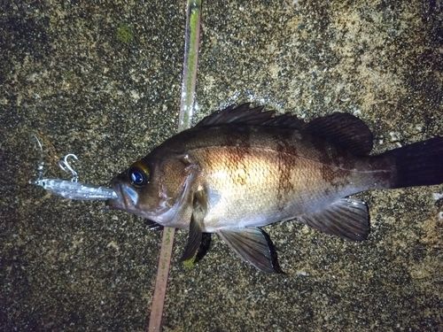 クロメバルの釣果