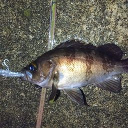クロメバル