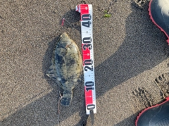 クロガシラガレイの釣果