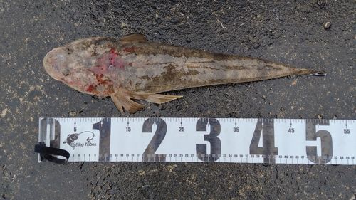 マゴチの釣果