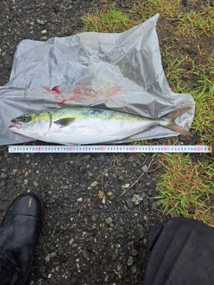 ワラサの釣果