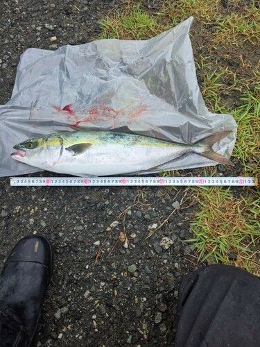 ワラサの釣果