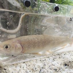 ニッコウイワナ