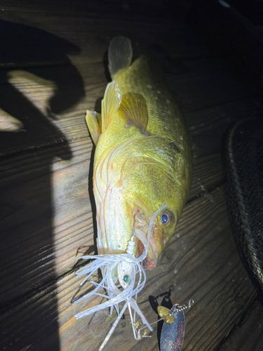 ラージマウスバスの釣果