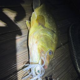 ラージマウスバス